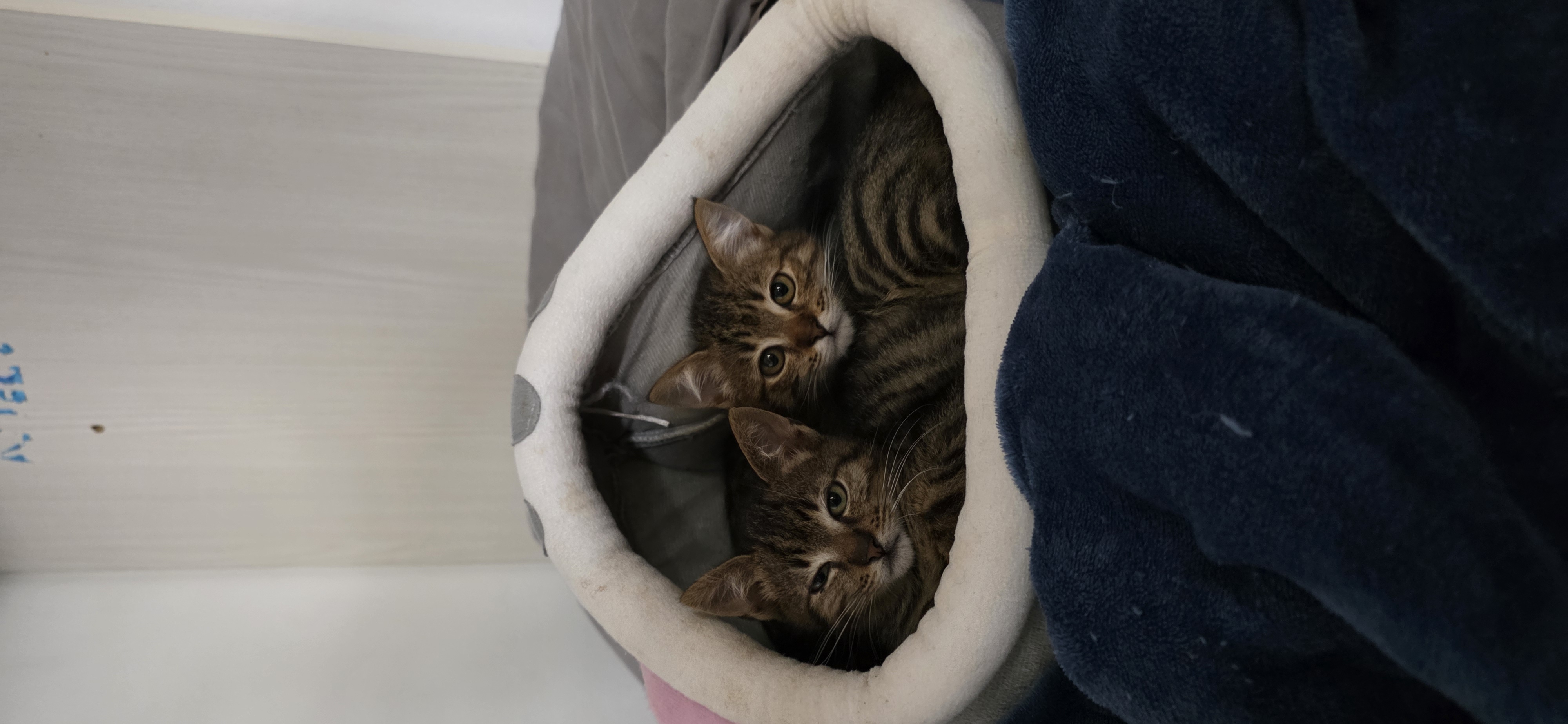  Mia e Perlo - foto 2