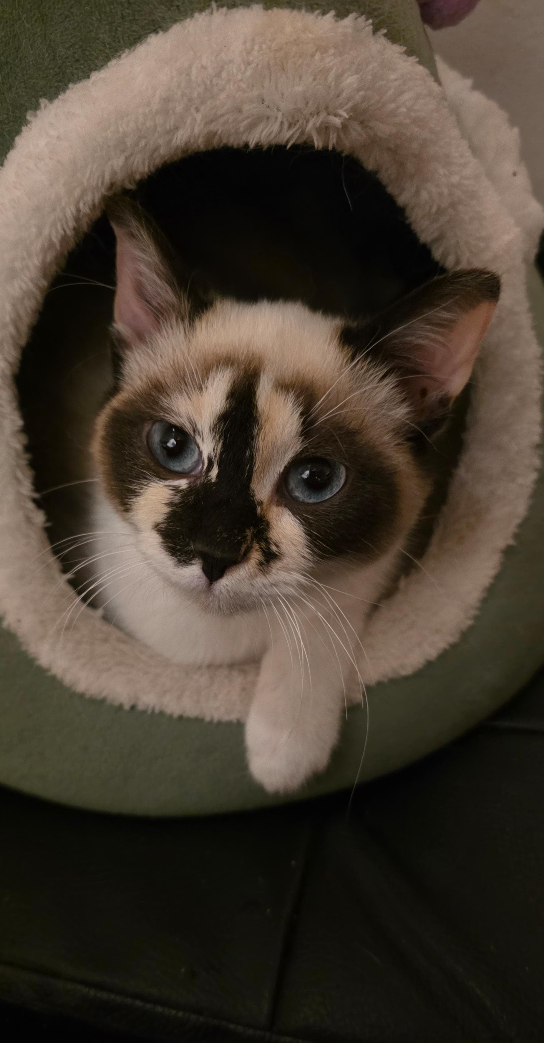 Pandina 🐼 - foto 3