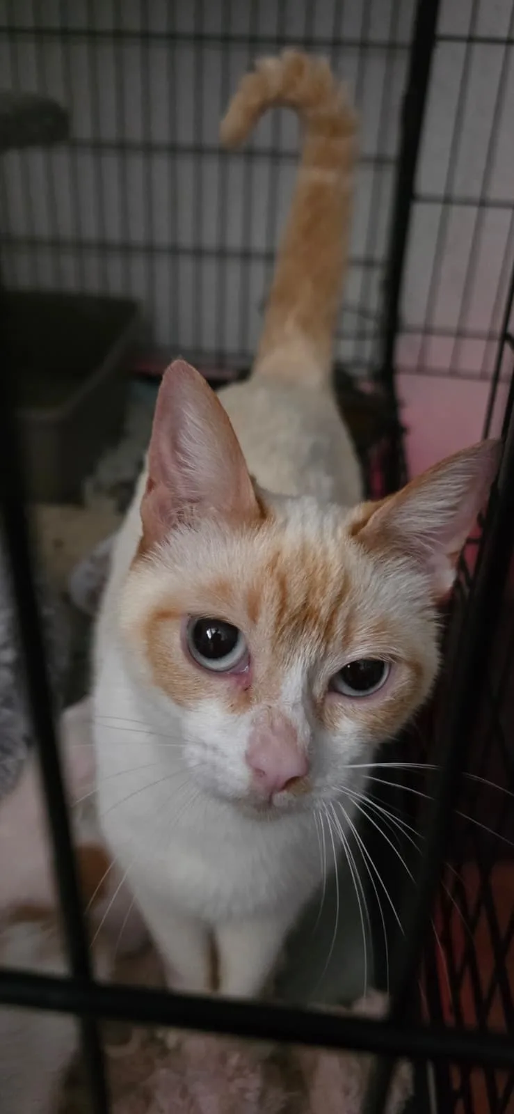 Ricotta e Baileys 🧡🤍