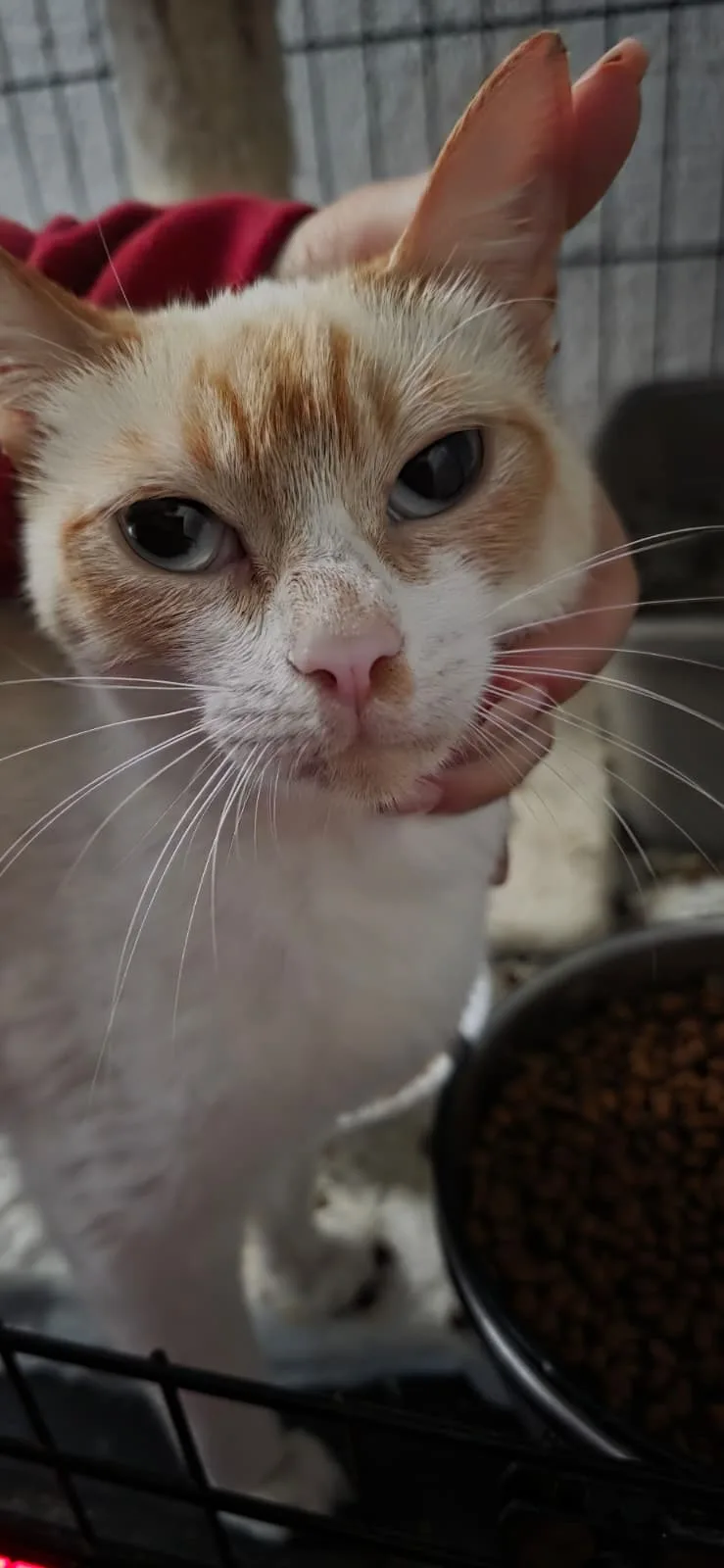 Ricotta e Baileys 🧡🤍 - foto 2