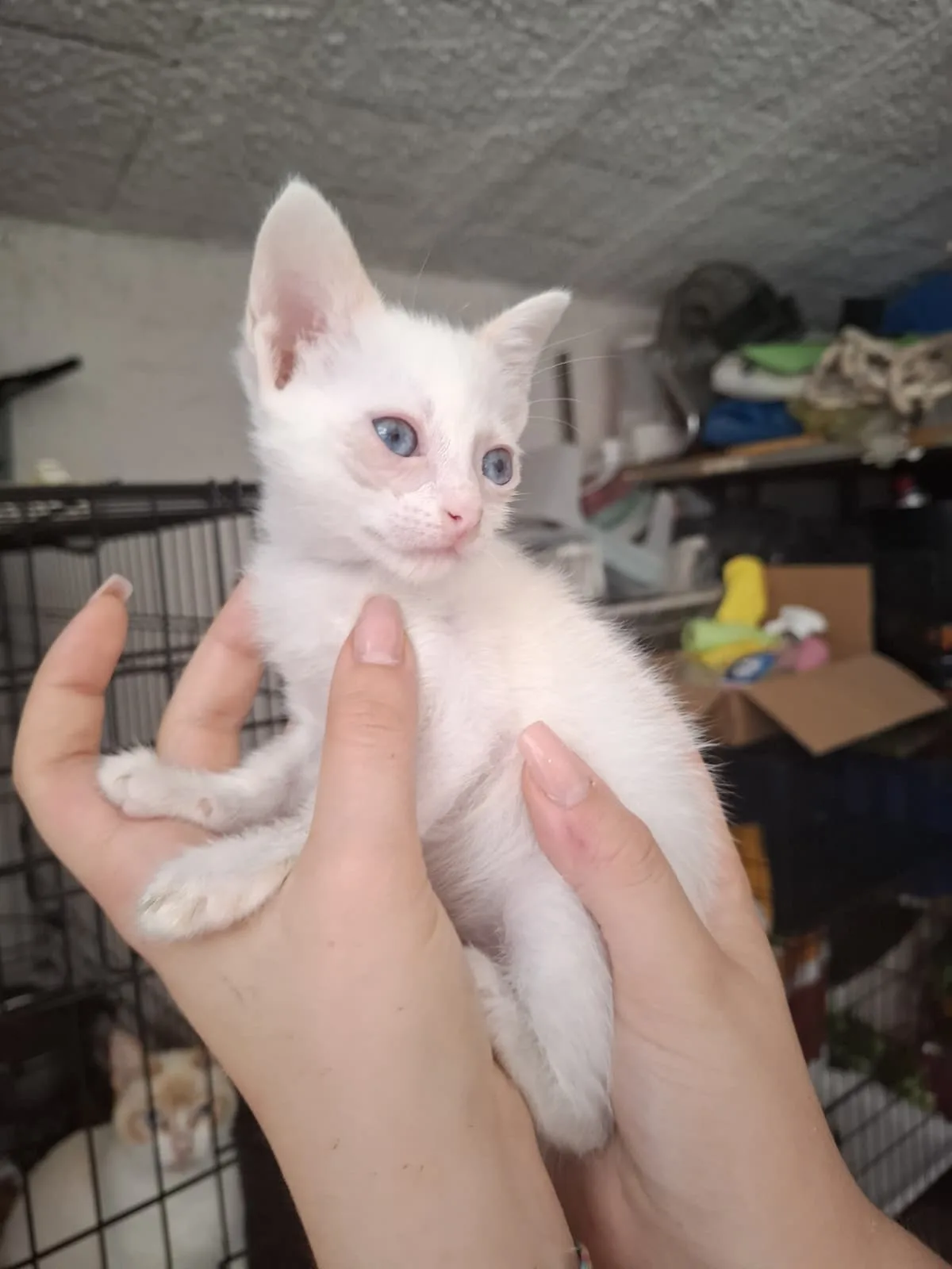 Ricotta e Baileys 🧡🤍 - foto 4