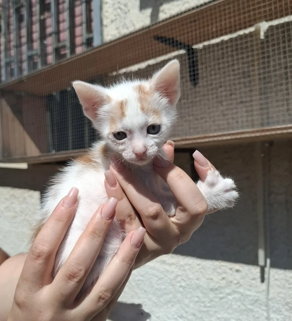 Spritz e Panella 🤍🧡 - foto 2