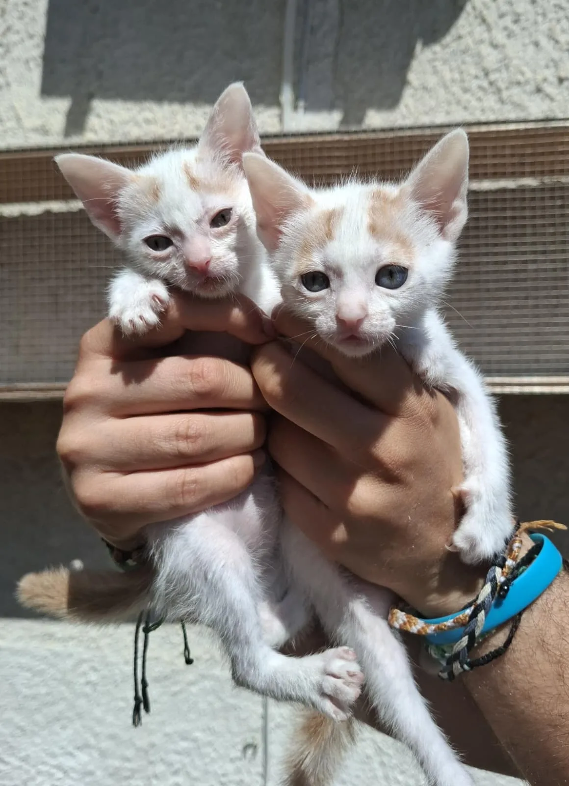 Spritz e Panella 🤍🧡 - foto 3