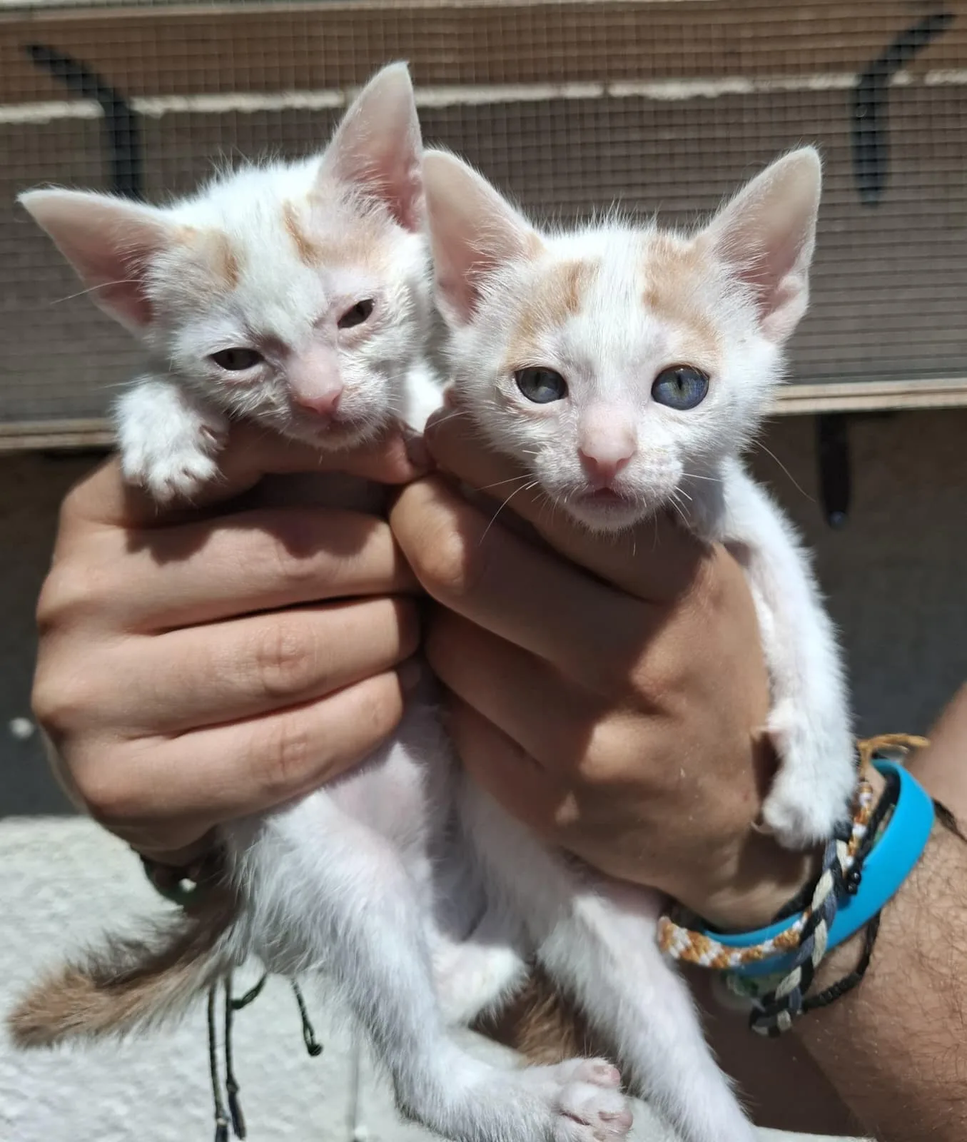 Spritz e Panella 🤍🧡