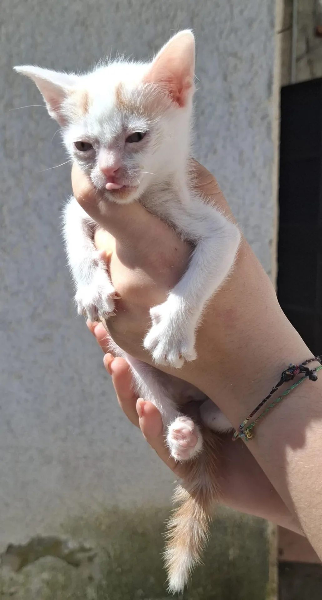 Spritz e Panella 🤍🧡 - foto 4