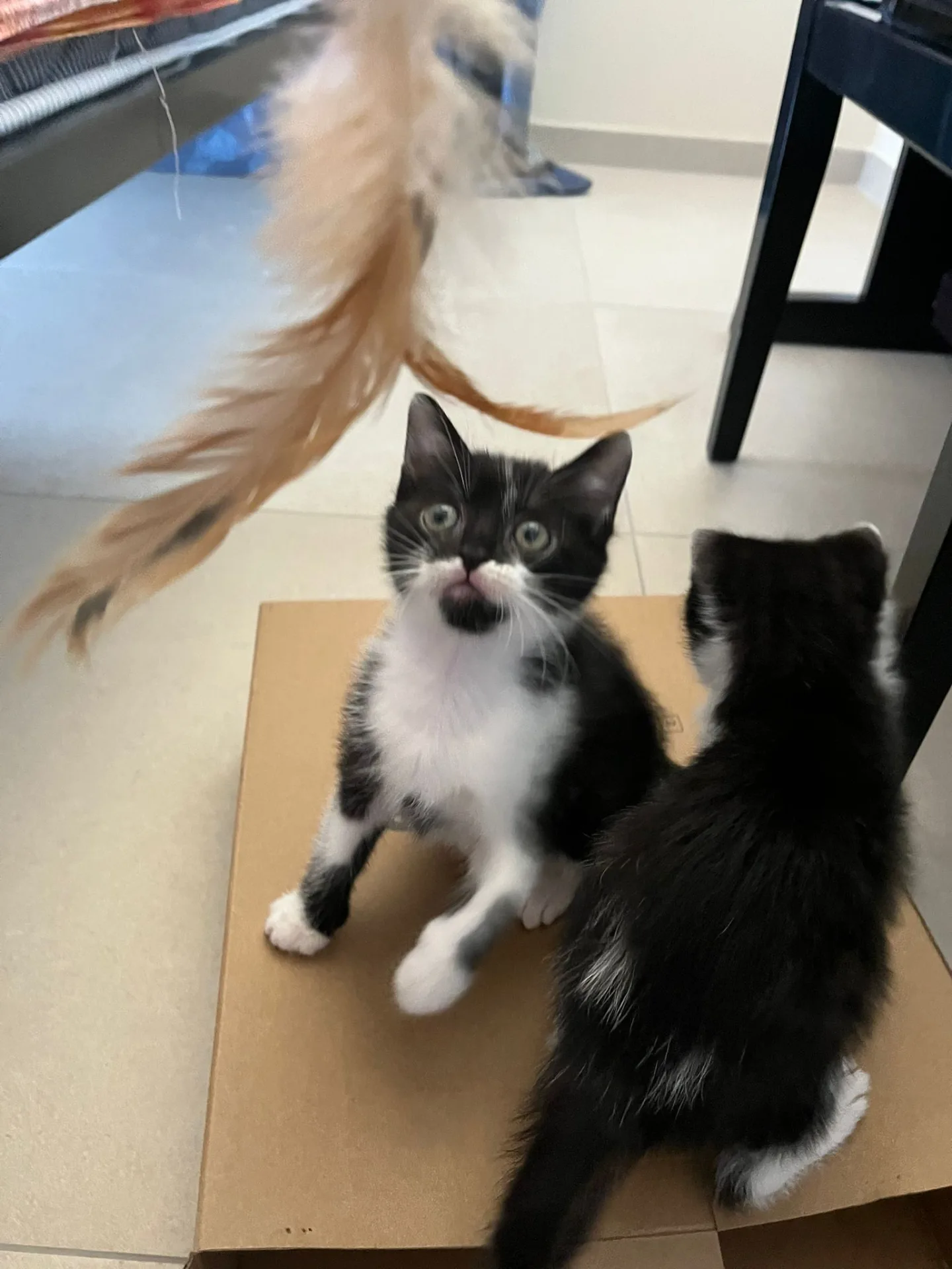 Luce e Pollicina 💖