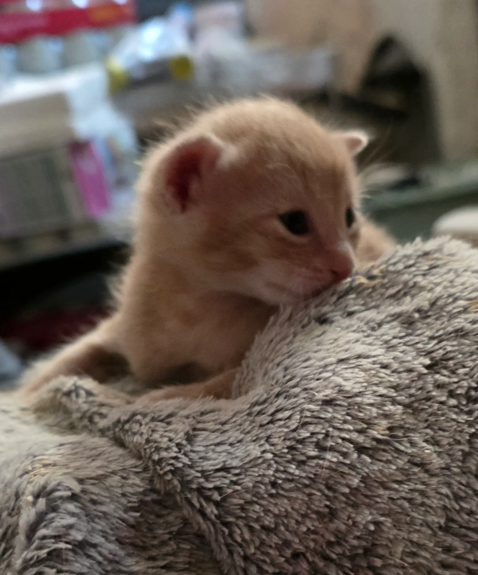 Coco 🥥