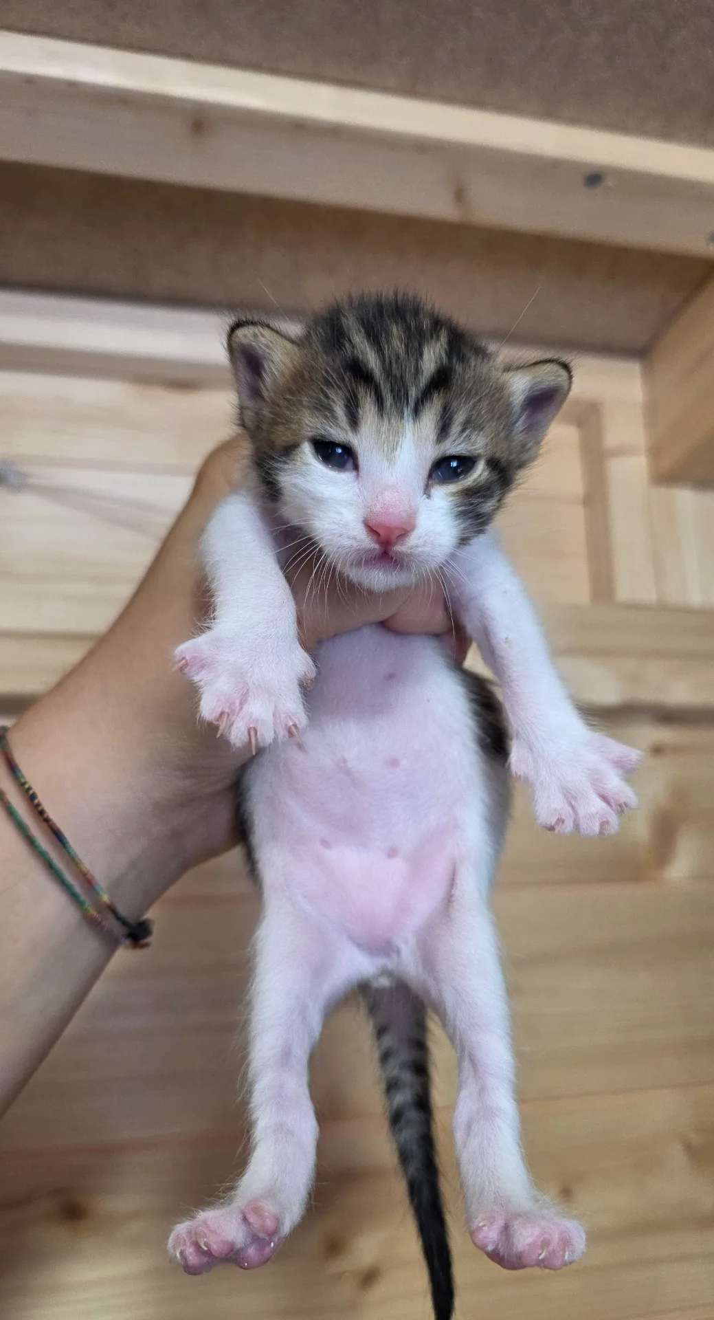 Zaffiro 💙