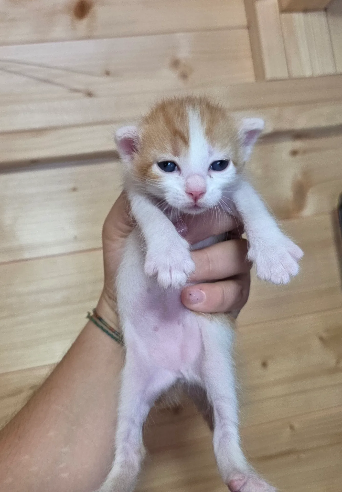 Perla 🤍