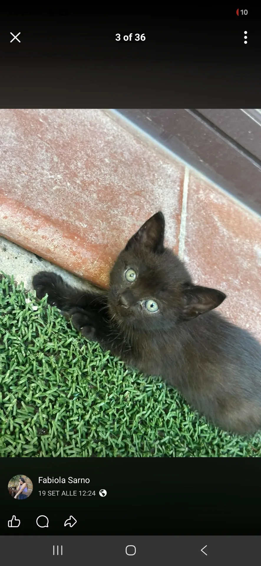 Tre fratellini neri 🐈‍⬛ - foto 3