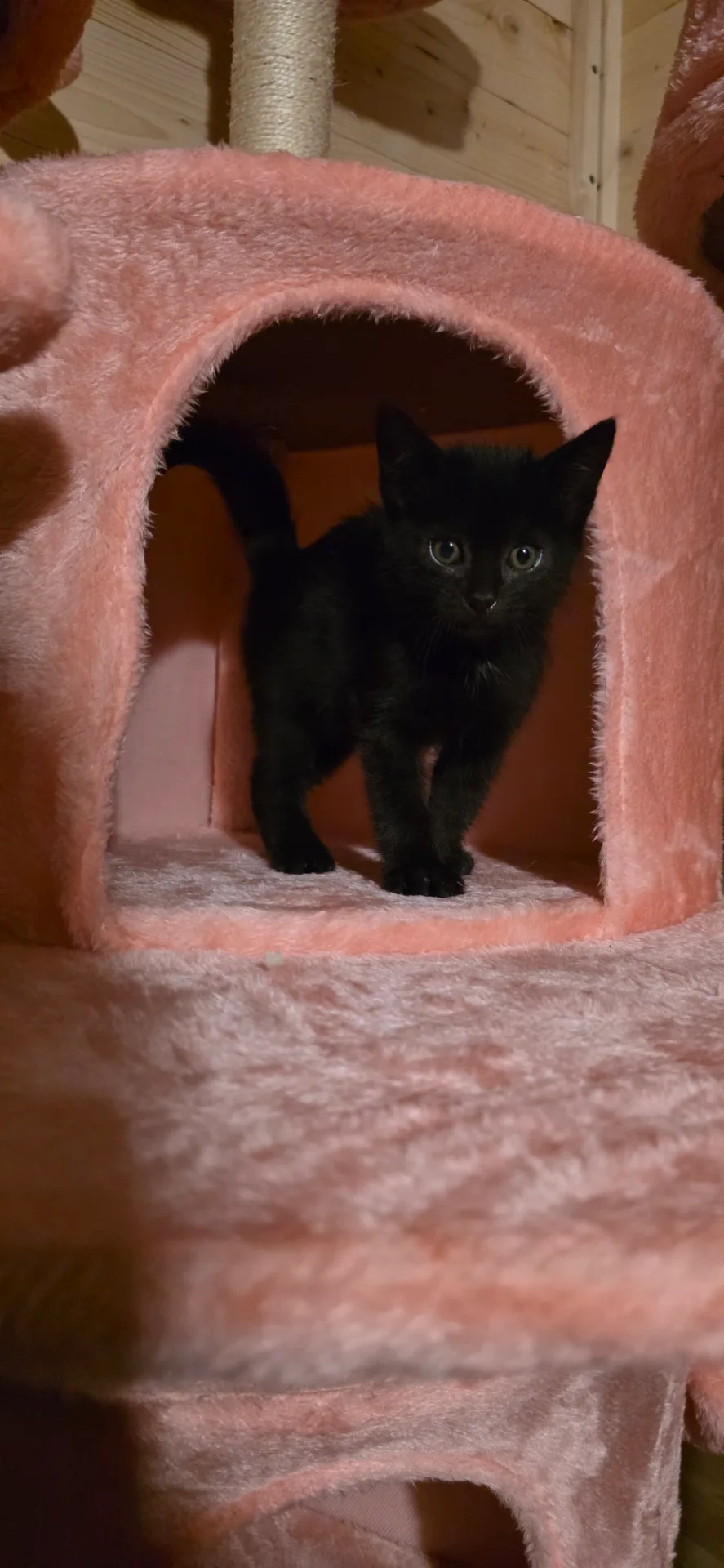 Kuro 🐈‍⬛ - foto 2