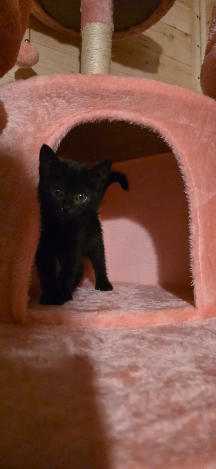 Kuro 🐈⬛