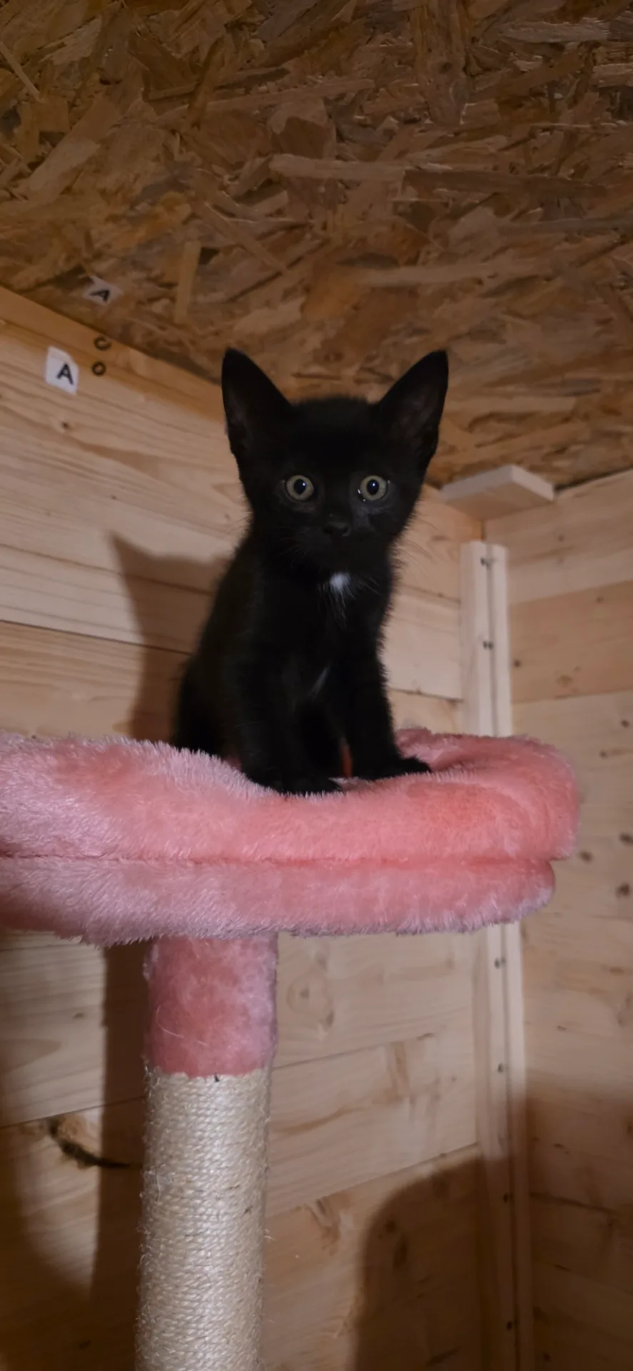 Black 🐈⬛