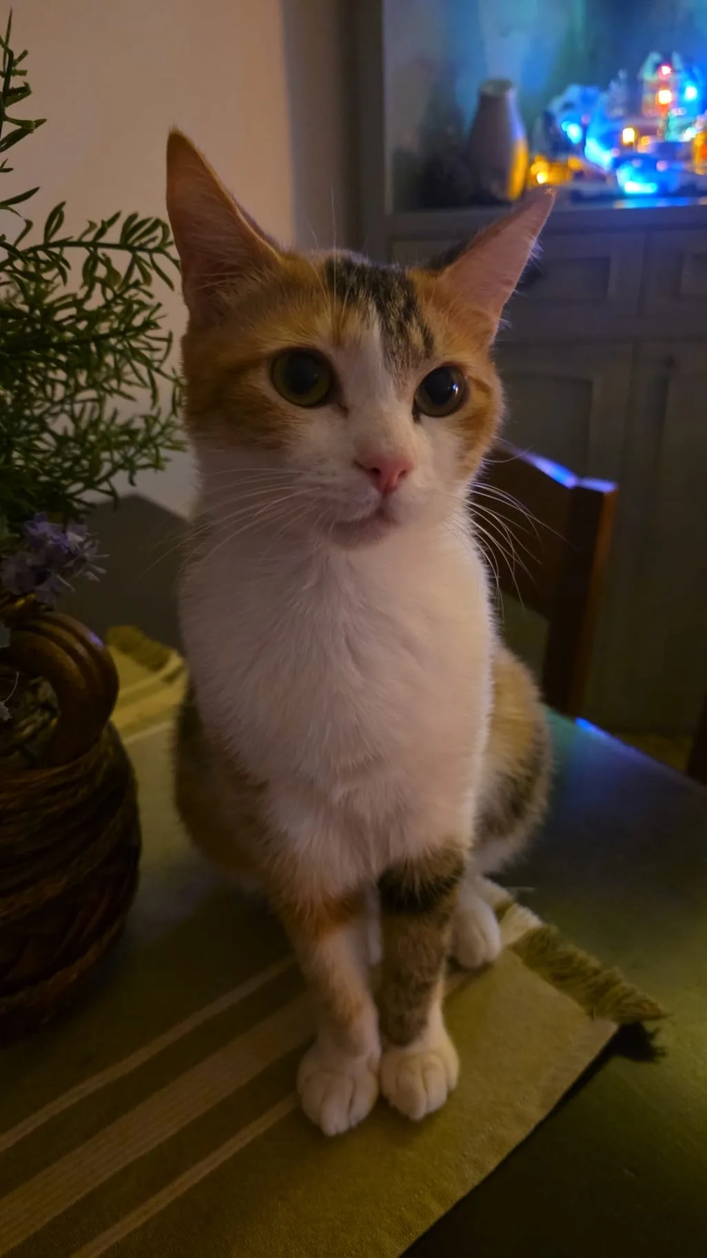 Zelda - foto 2