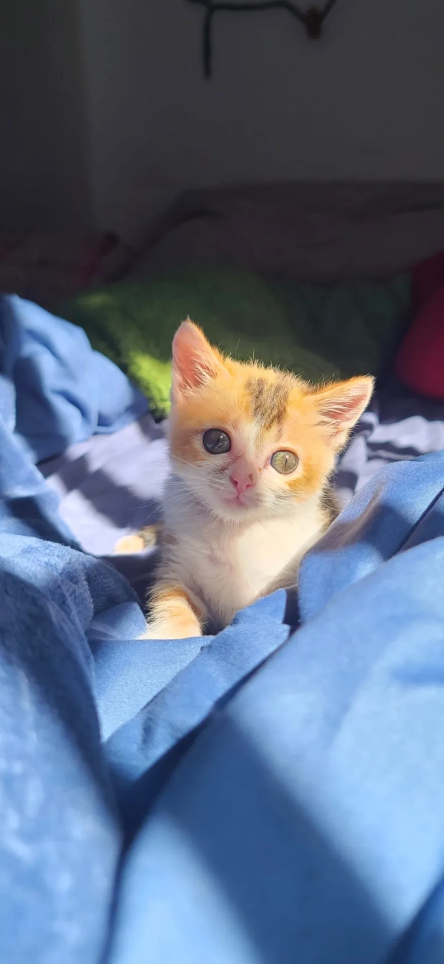 Zelda - foto 3