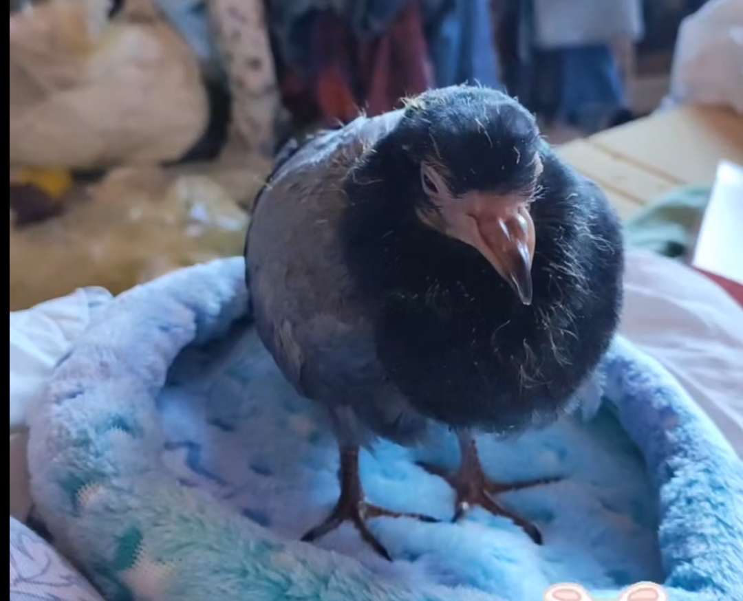 BABÙ