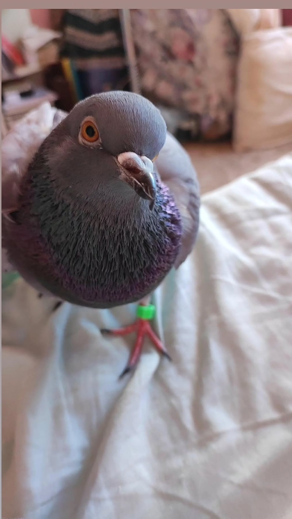 BABÙ - foto 2