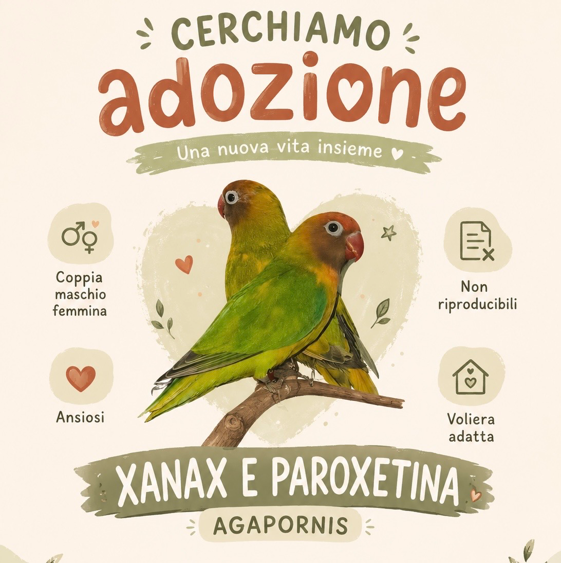 Xanax & Paroxetina