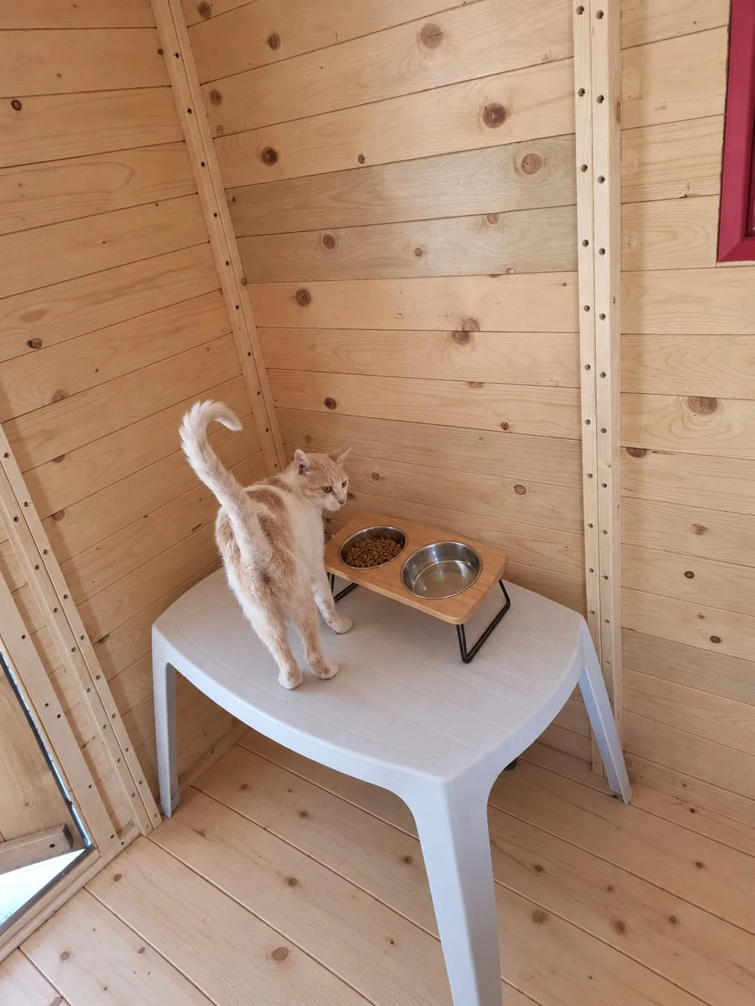 Oasi della Colonia 🐈❤️ - foto 3