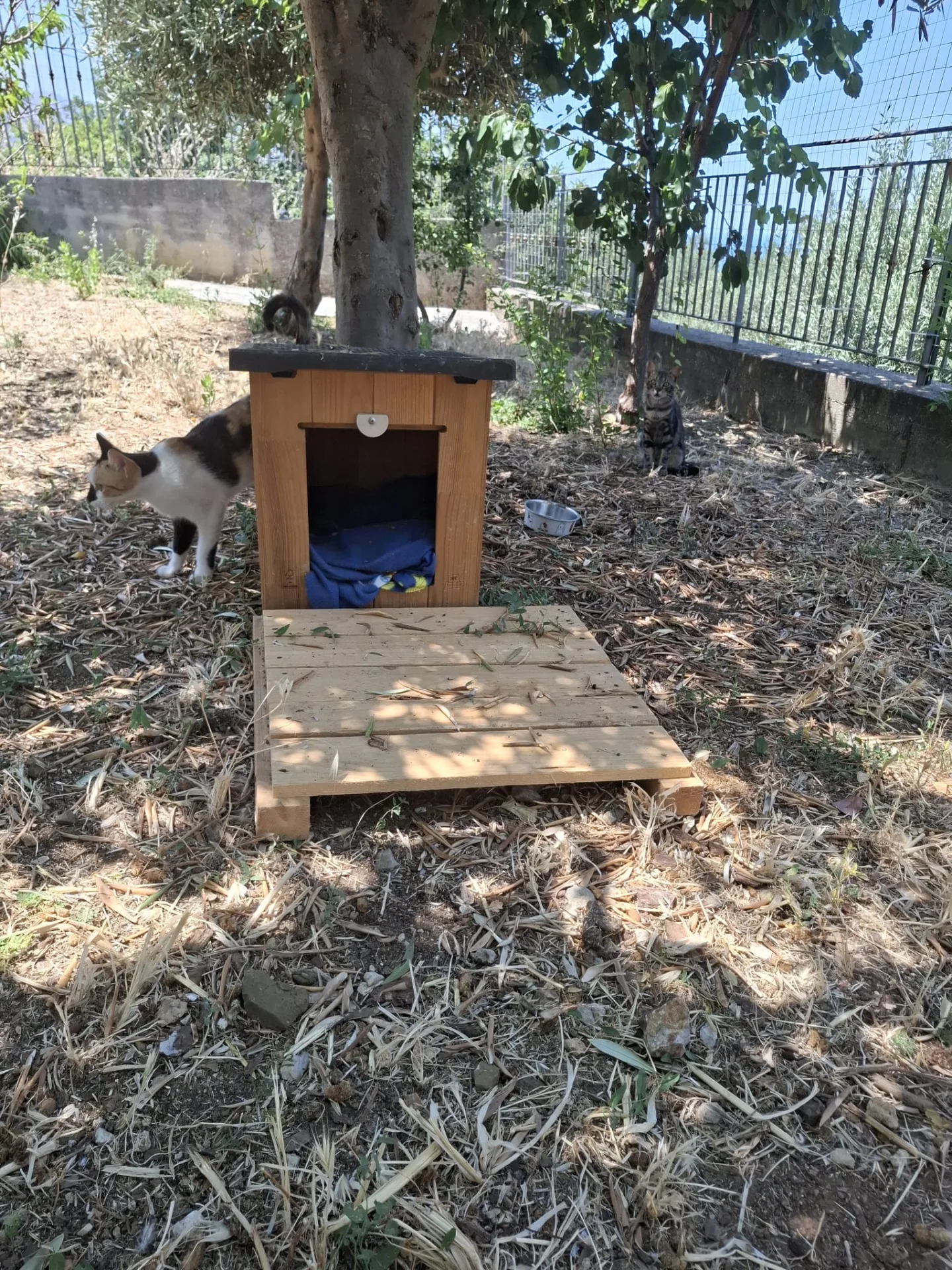 Oasi della Colonia 🐈❤️ - foto 4