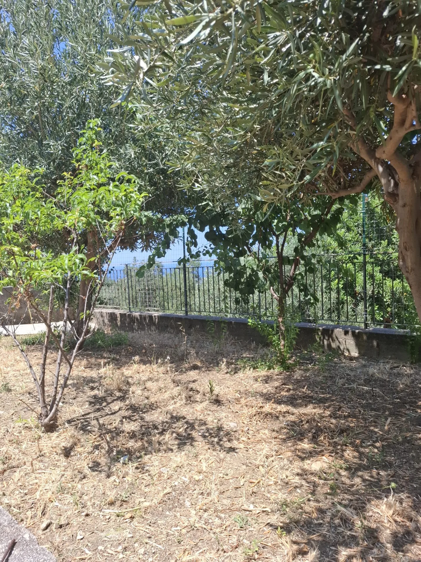 Oasi della Colonia 🐈❤️ - foto 8
